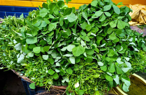 Fenugreek Leaves (Hari Methi)