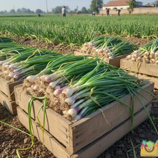 Green Onion (Hari-Pyaz)