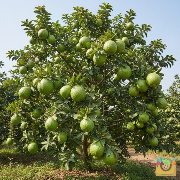 Guava (Amrud) (Hybrid XL)